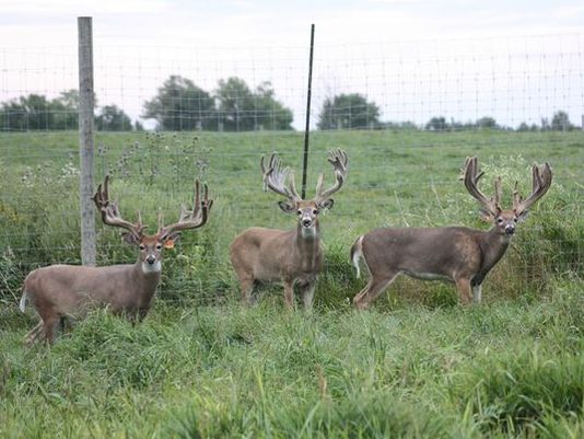 Why are deer farms compensated for diseased herds?