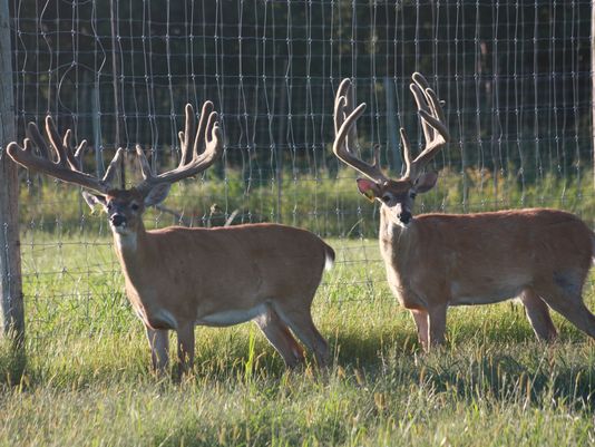 Deer farmers say new state regulation will doom their businesses